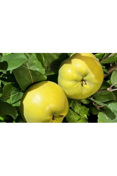 Айва яблуковидна Анжерська - золотисто-жовті плоди